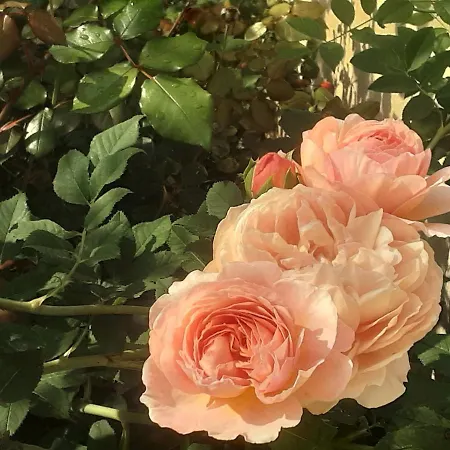 Casa vacanze Maison Avec Jardin Dans Petit Bourg Typiquement Percheron - Le Colombier
