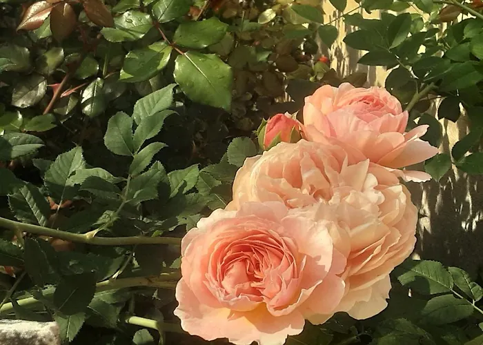 Casa vacanze Maison Avec Jardin Dans Petit Bourg Typiquement Percheron - Le Colombier
